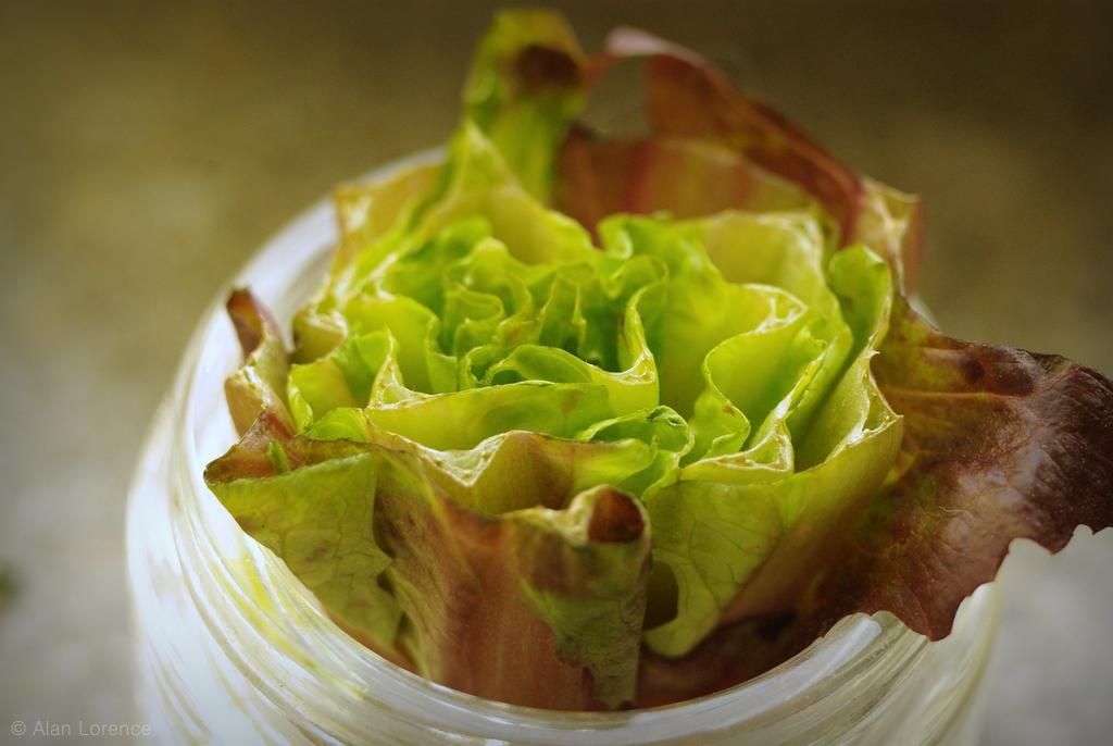 It's Not Work, It's Gardening! Regrowing lettuce, for some reason